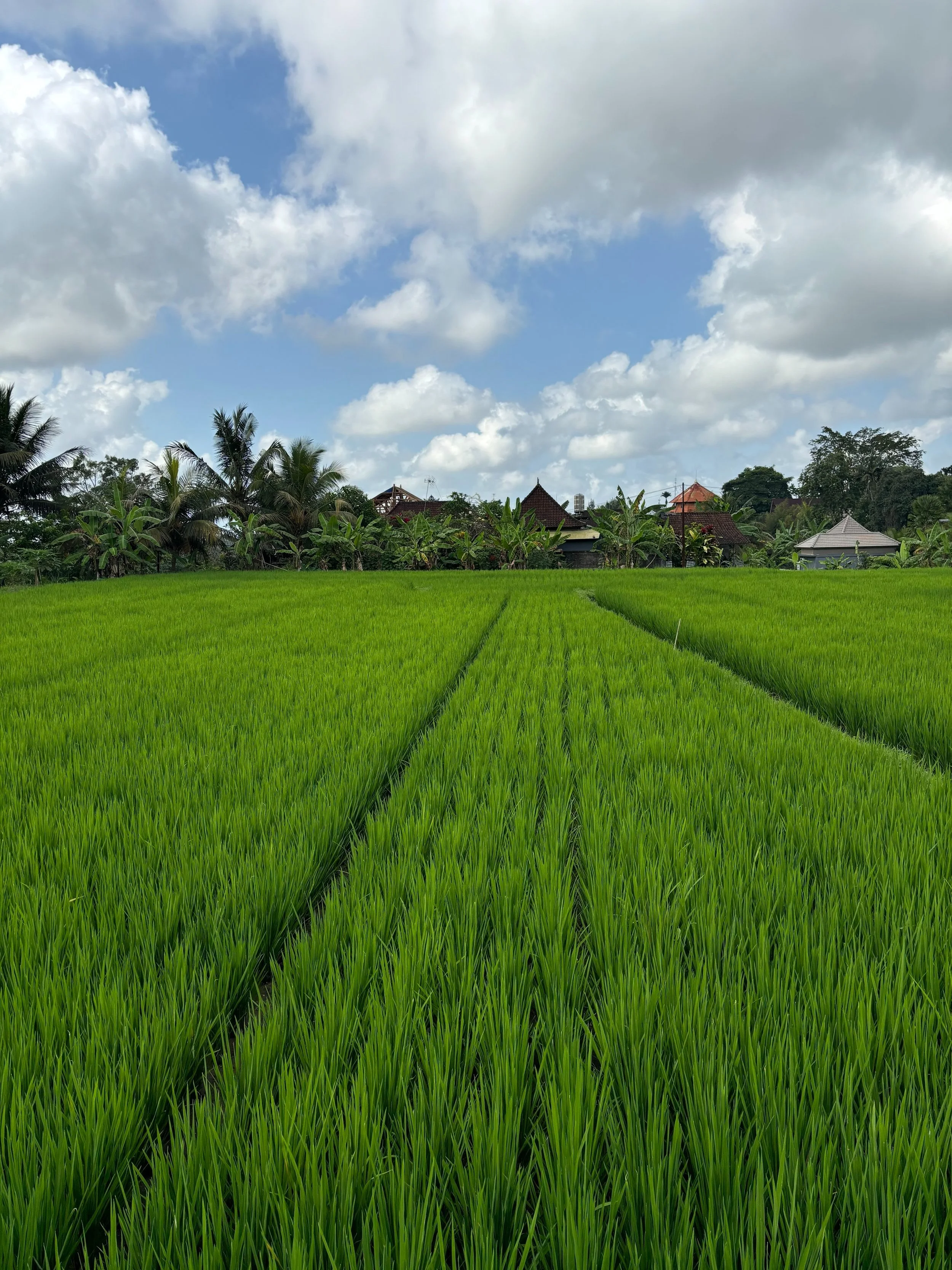 Ubud Rice Paddy Feilds