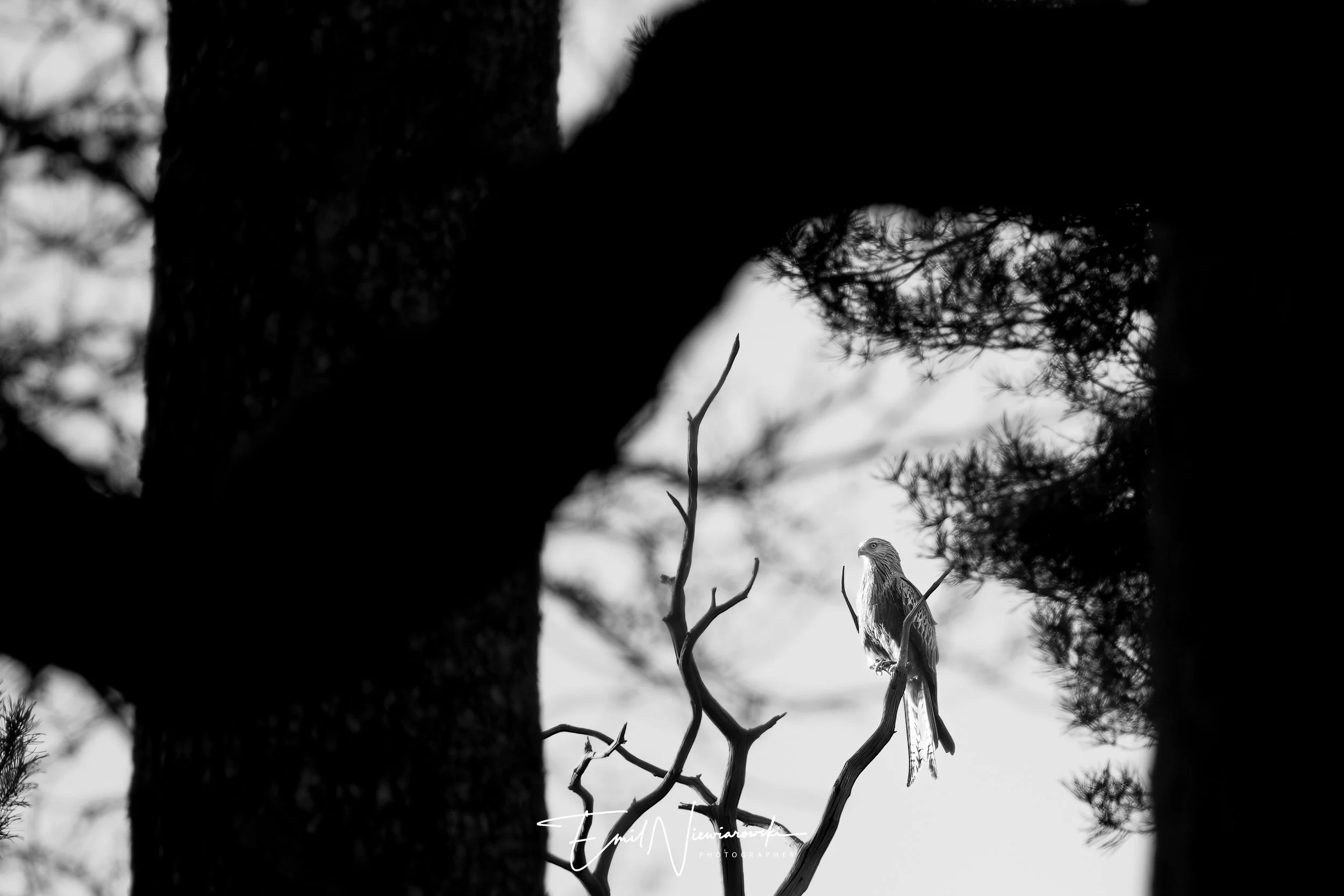 DSCF4401-Edit.jpg