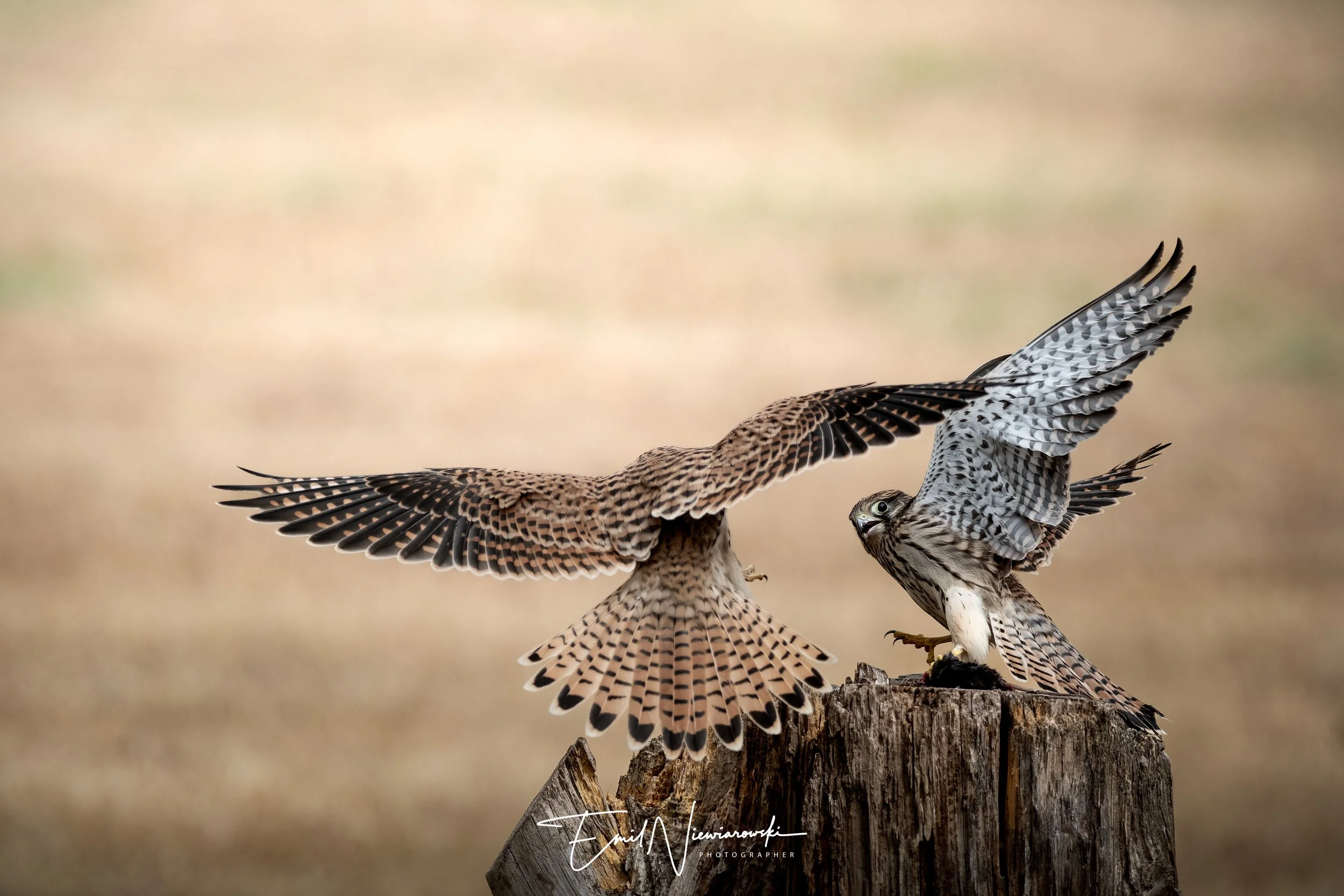 XH2S8037-Edit-Edit.jpg