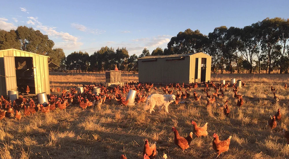 Free Range Chooks The Good Life Farm.jpg