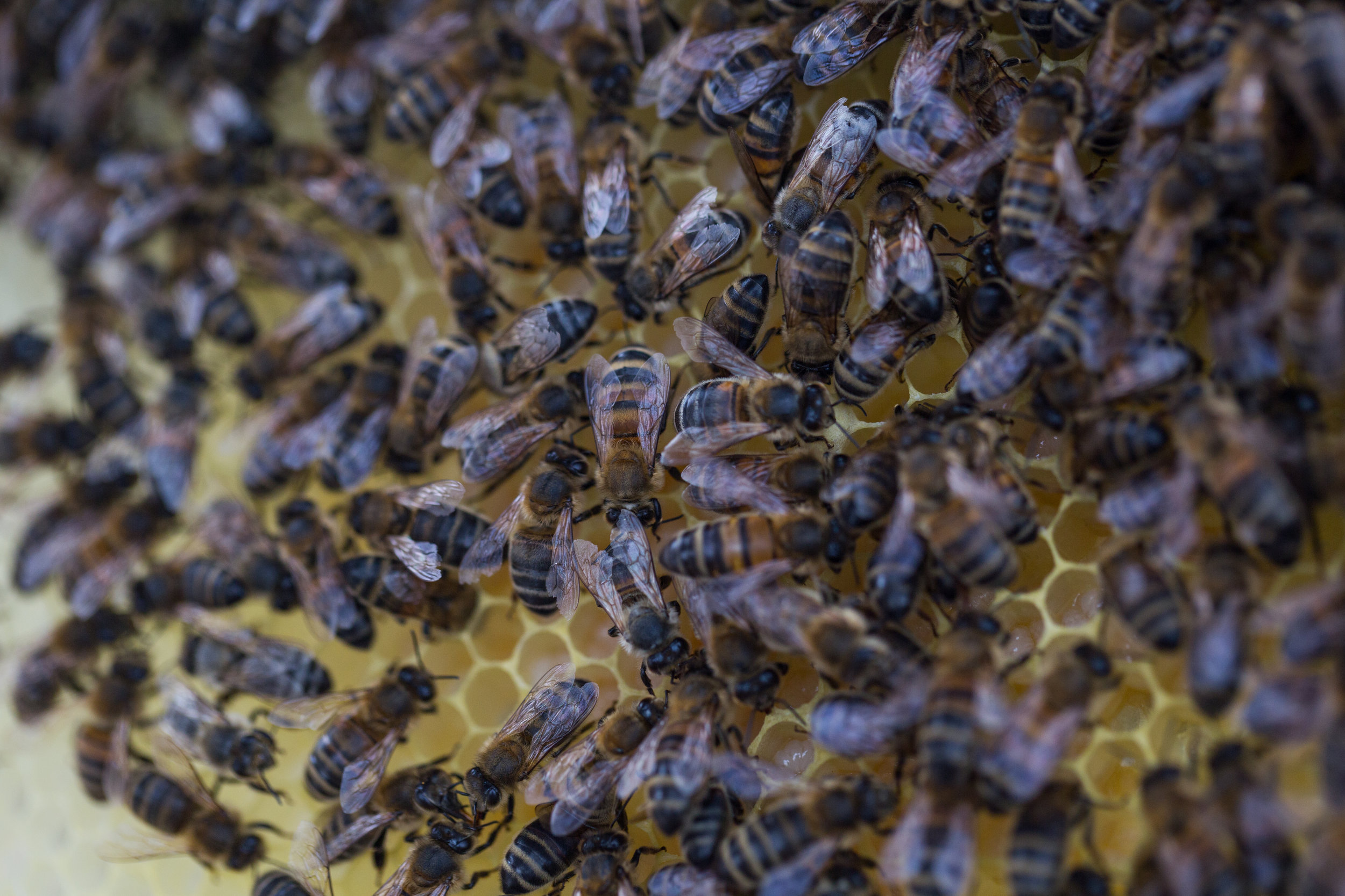 The Good Life Bees.jpg
