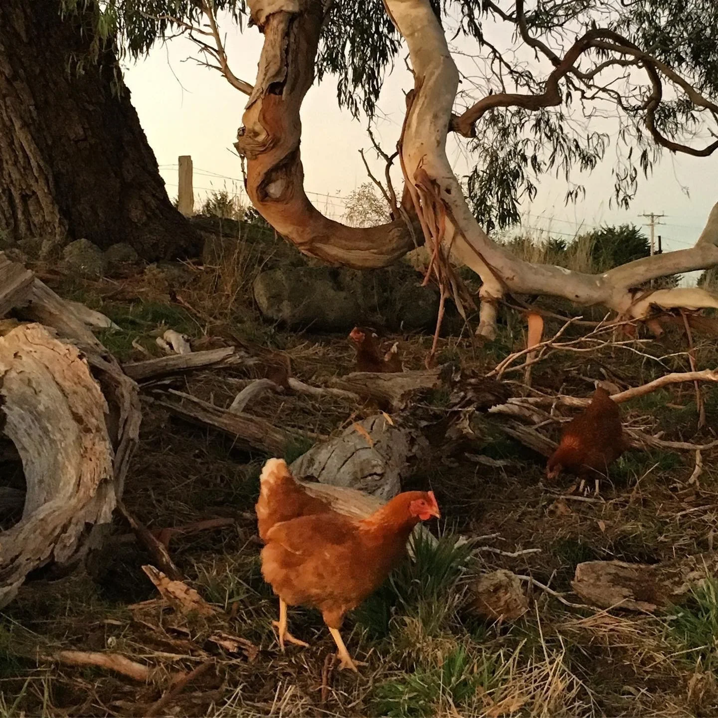Free range chooks at the good life farm co.jpg