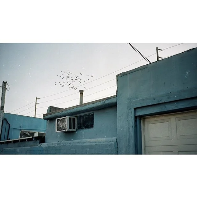 Neighborhood walk pt 6:
Murmuration 
Hasselblad 500c | portra 400