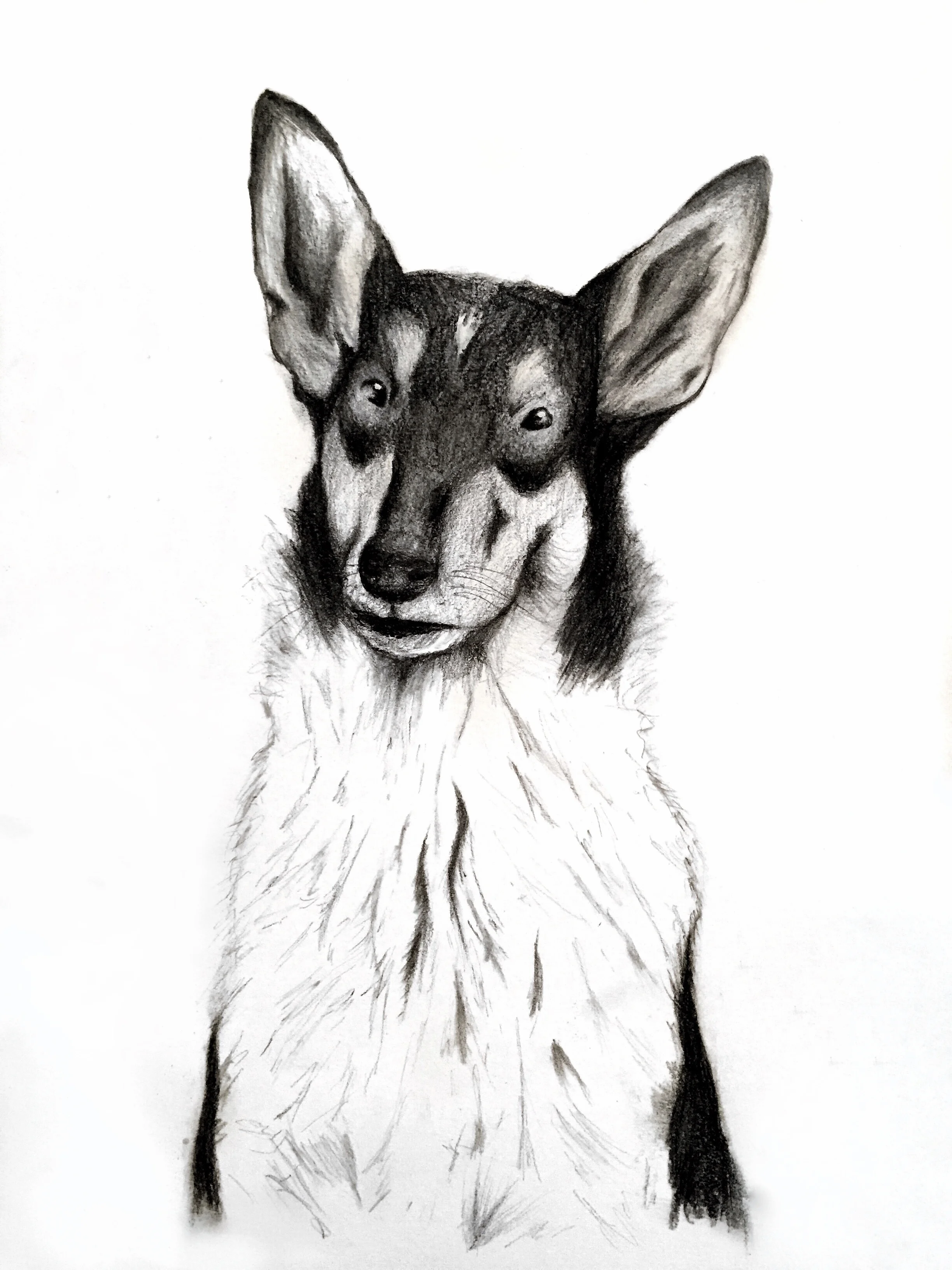 Dog portrait charcoal drawing black and white collie.JPG
