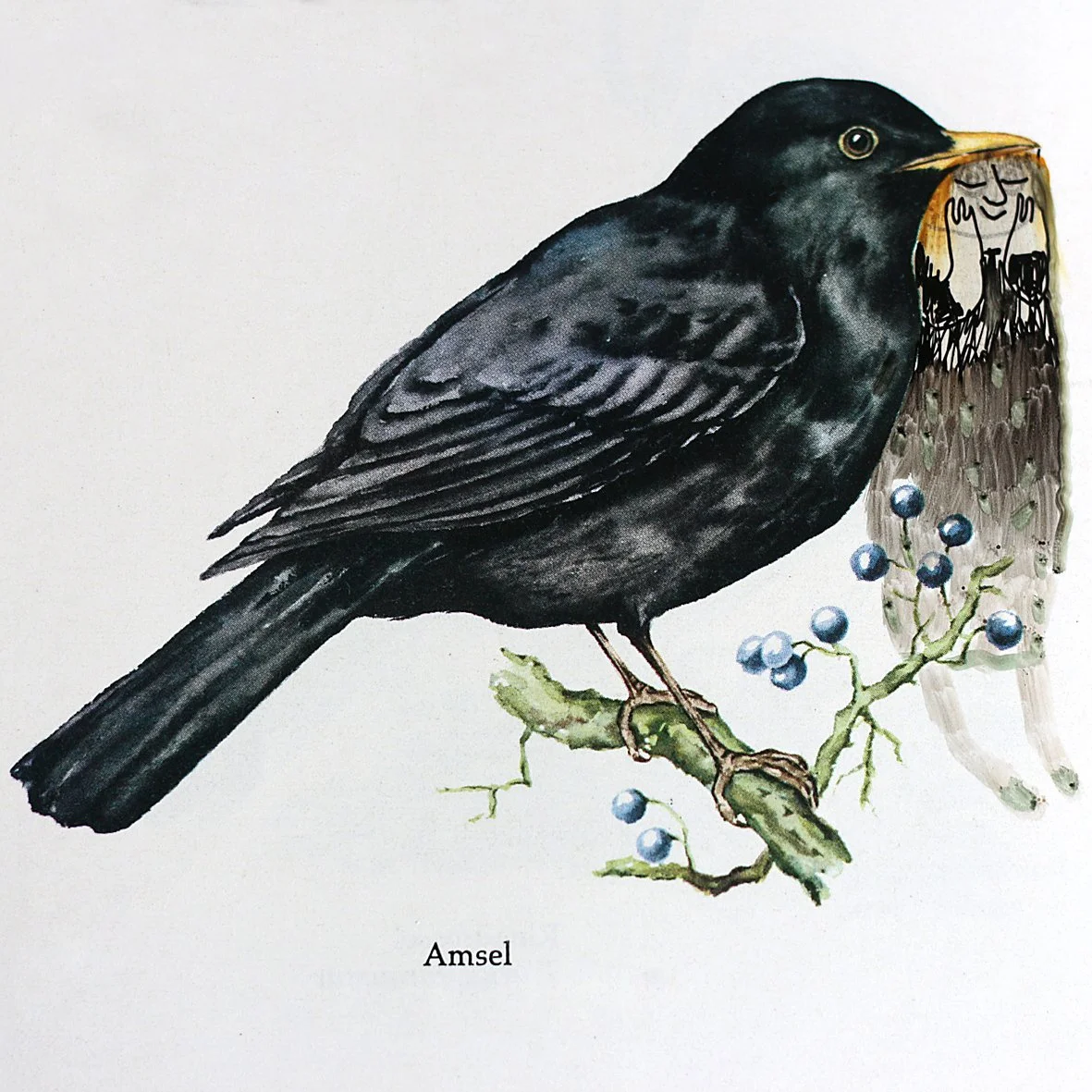 Amsel.jpg