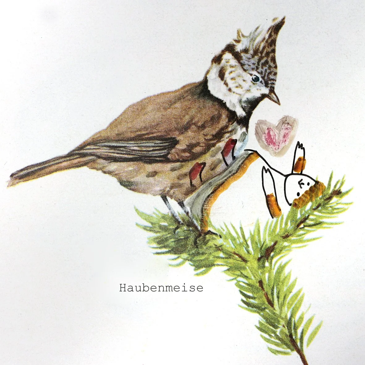 Haubenmeise.jpg