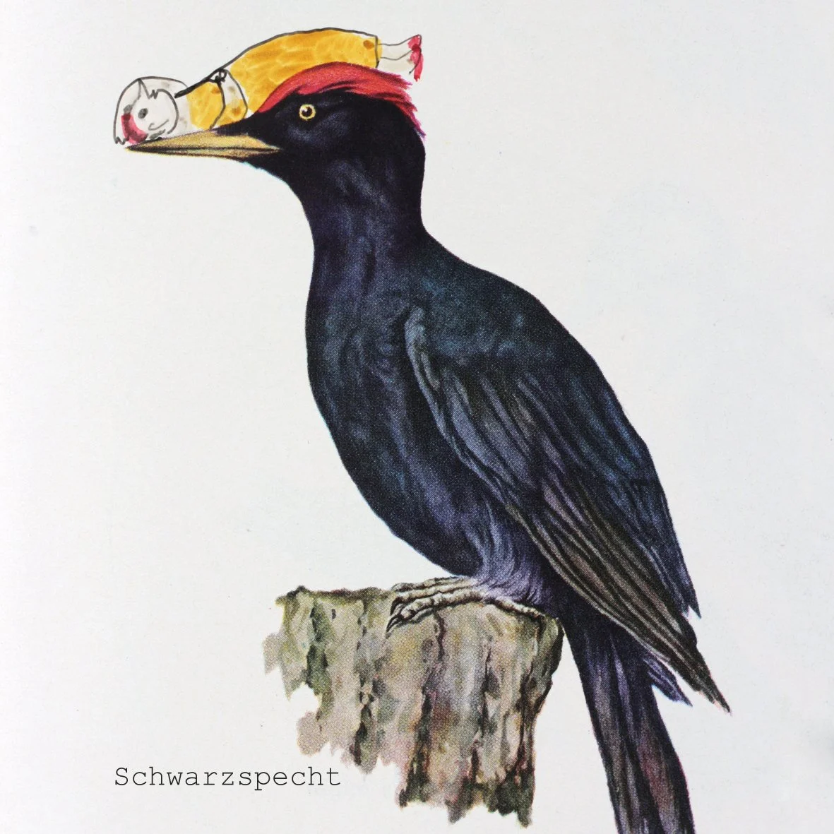 Schwarzspecht.jpg