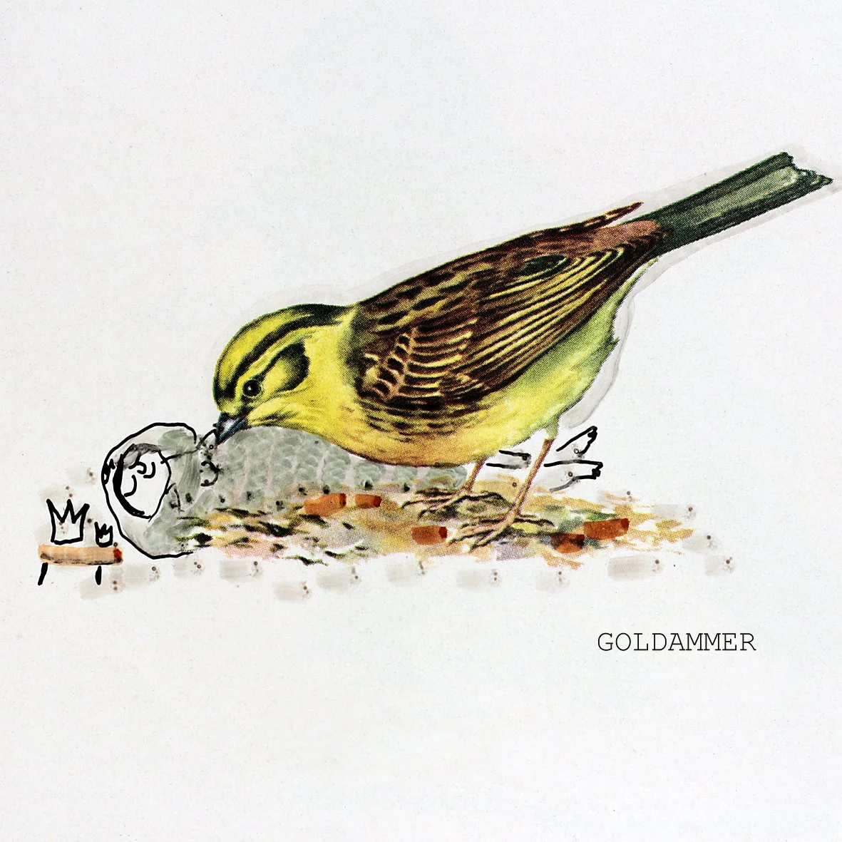Goldammer.jpg