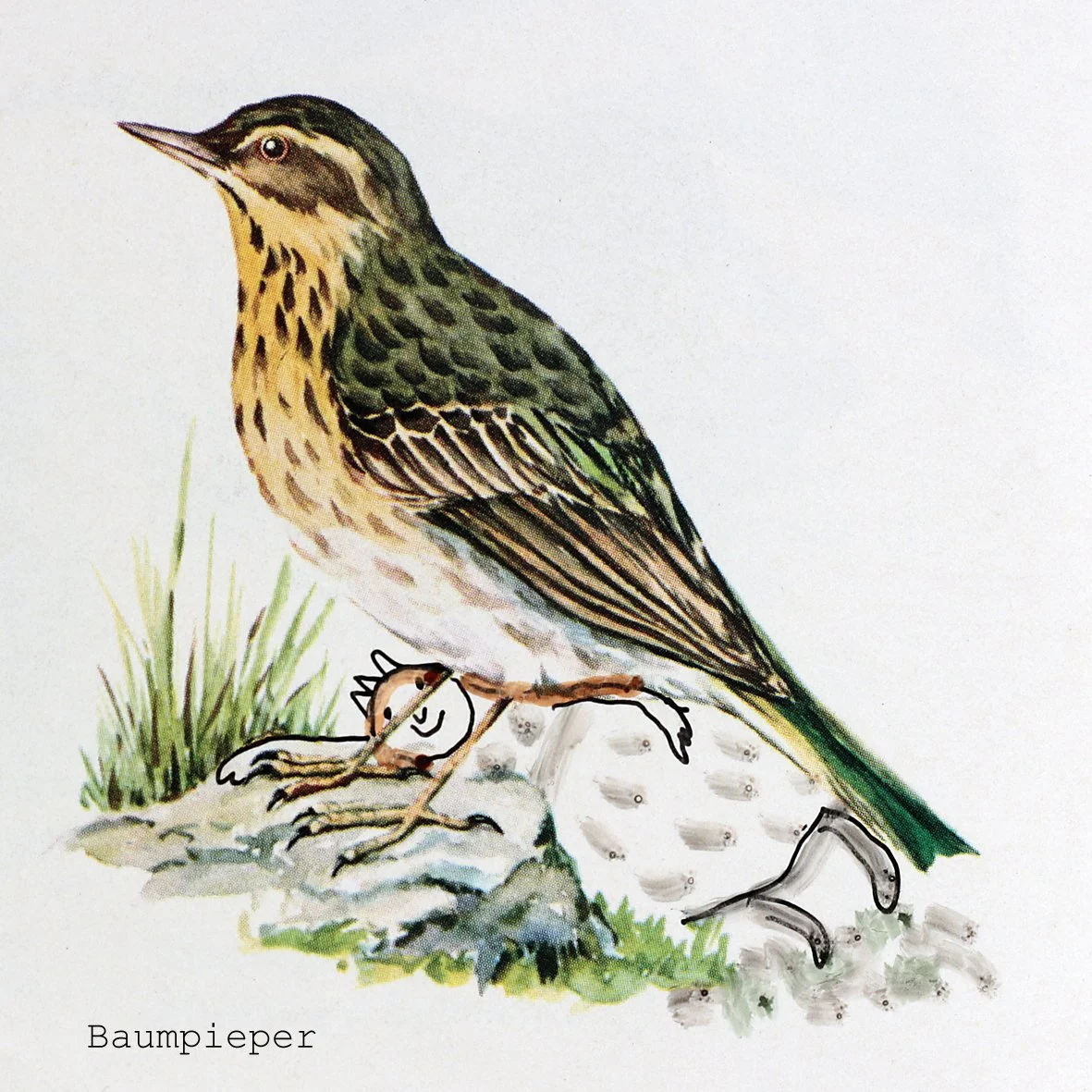 Baumpieper.jpg