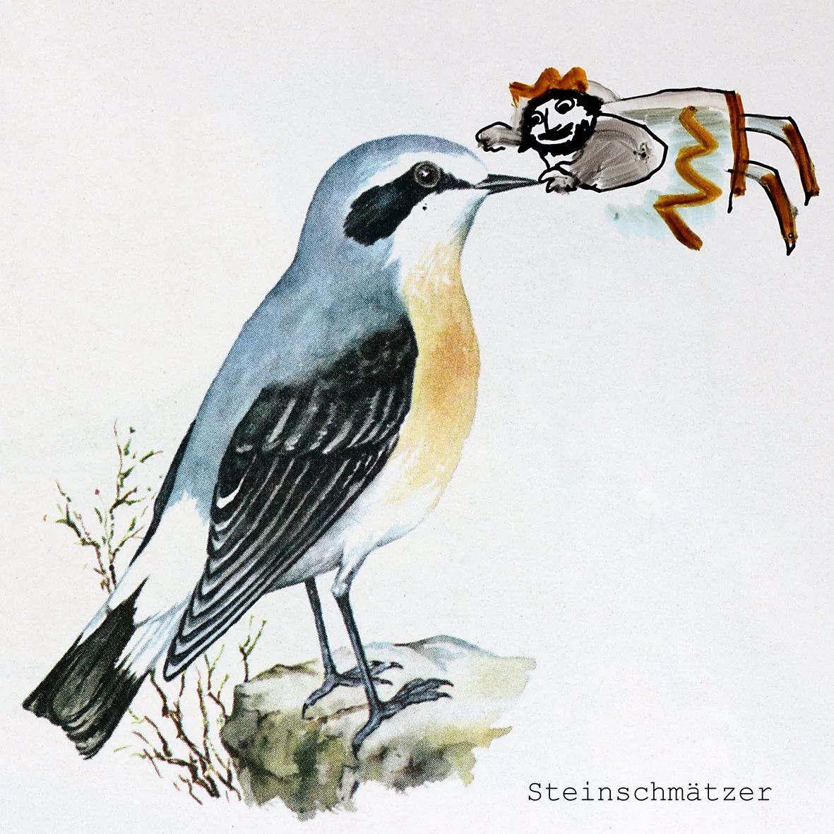 Steinschmätzer.jpg