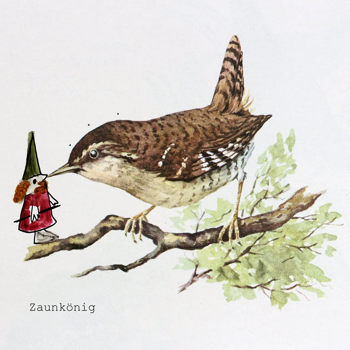 Zaunkönig.jpg