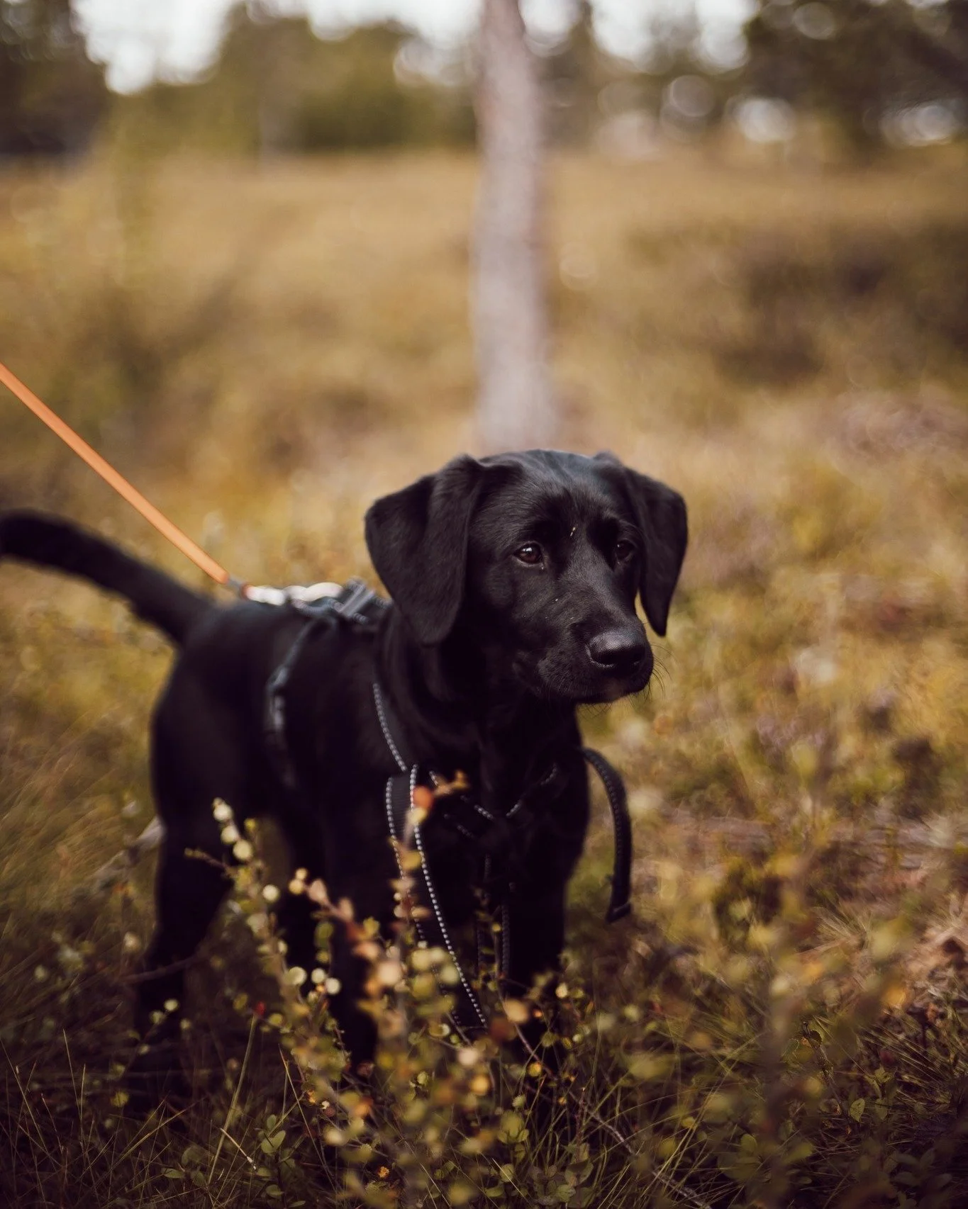 Våffelstugemys i helgen? Kom upp till oss på fjället i helgen! Vi har öppet varje fredag och lördag med frasiga våfflor & sån där god hemmagjord gulaschsoppa 🍂🍂
På höstlovet har vi öp