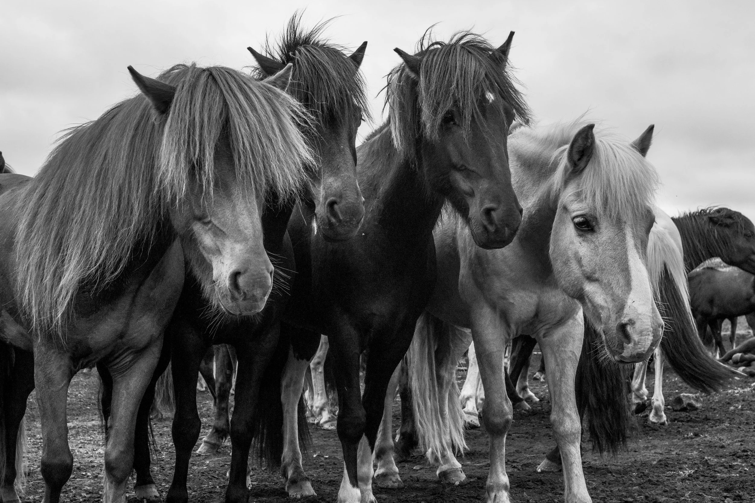 DSC01306 kopiera.jpg