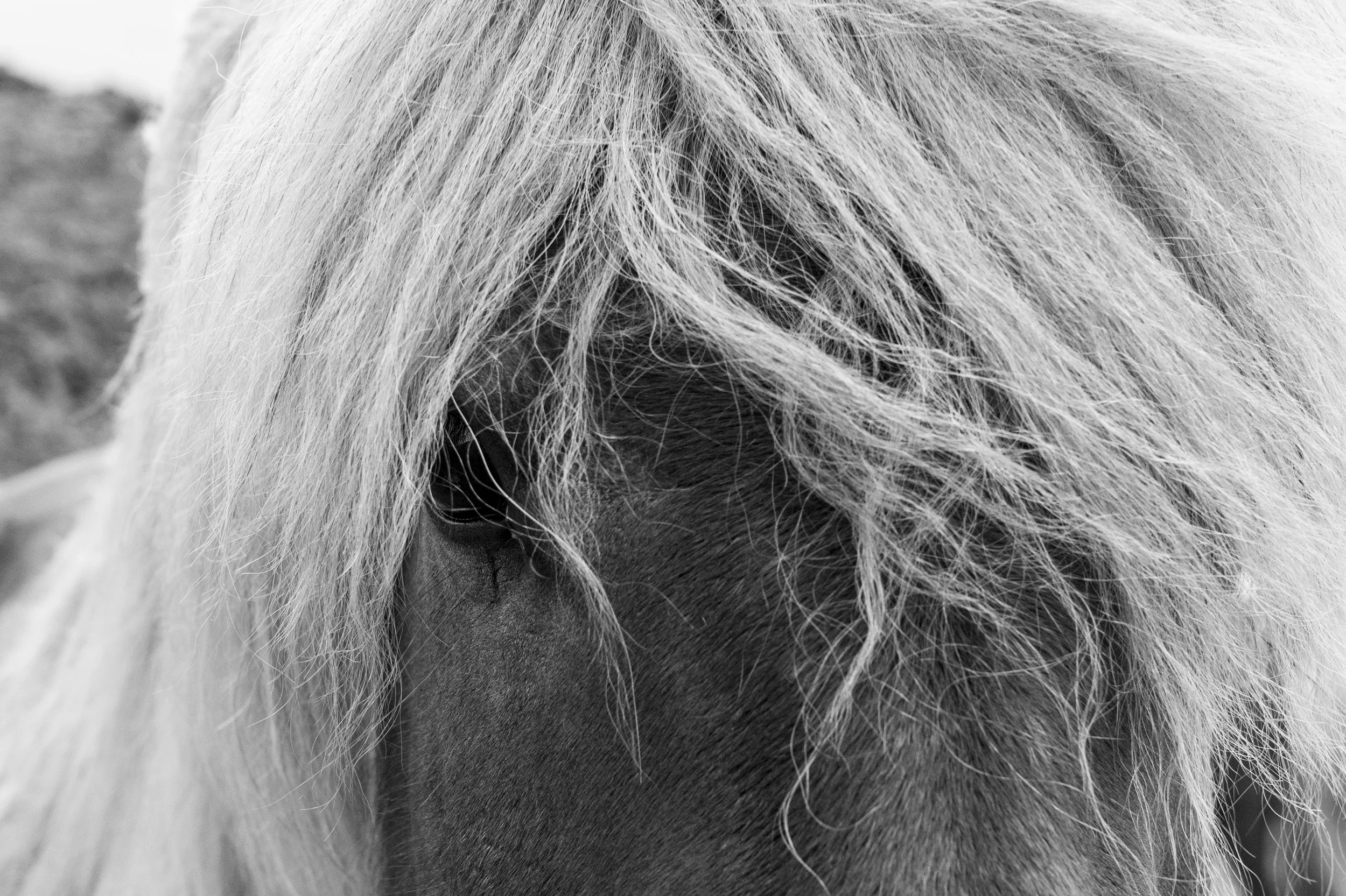 DSC01551 kopiera.jpg