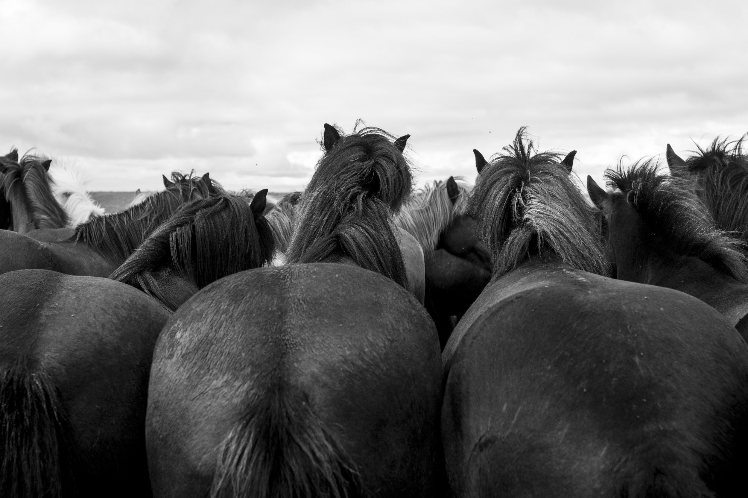 DSC01711 kopiera.jpg