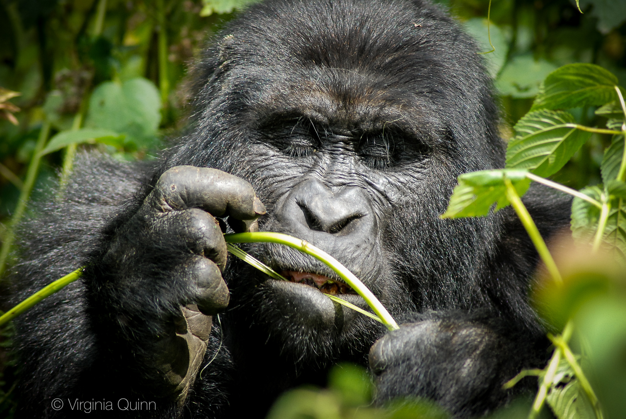DSC_0143chewgorilla.jpg