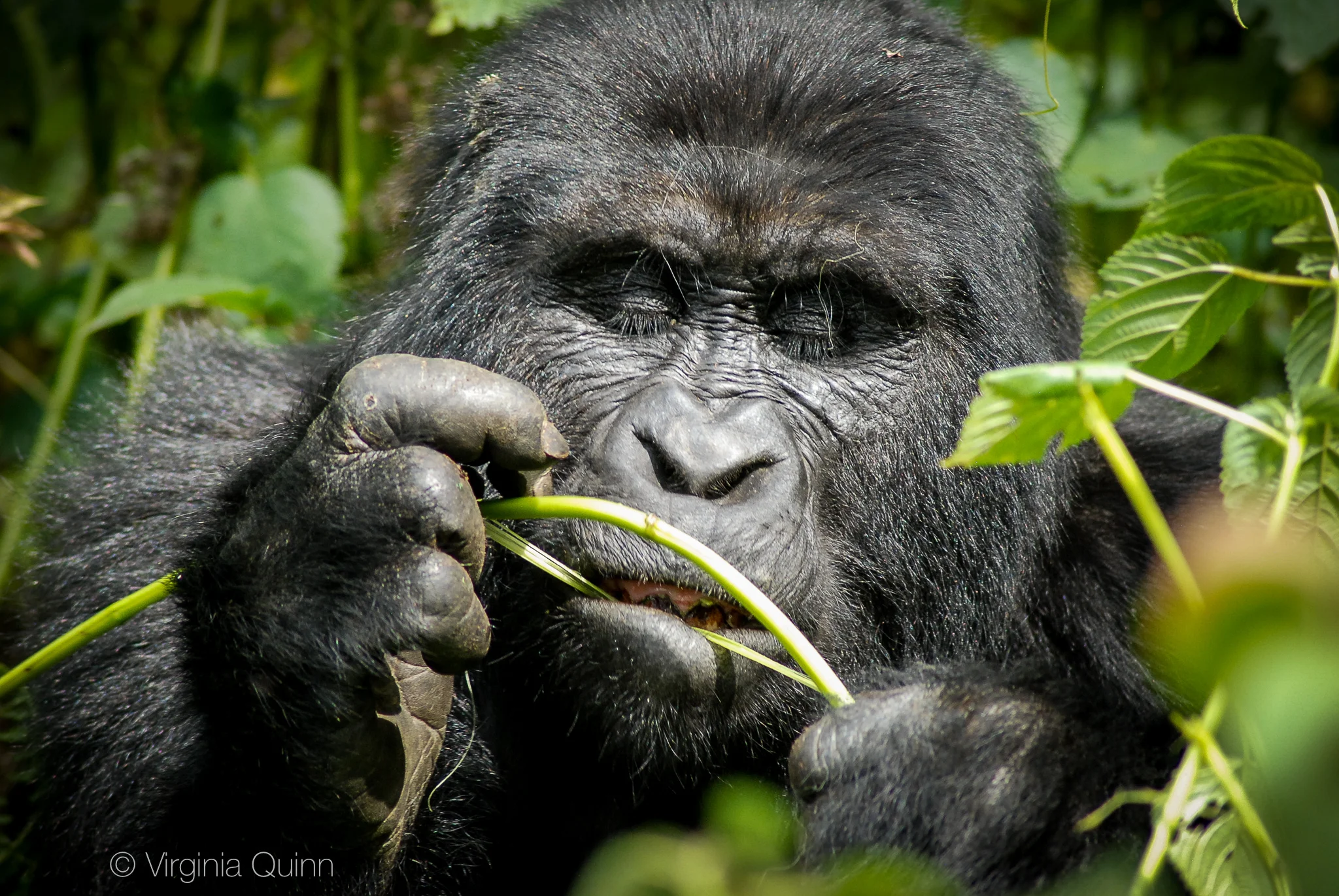 DSC_0143chewgorilla.jpg