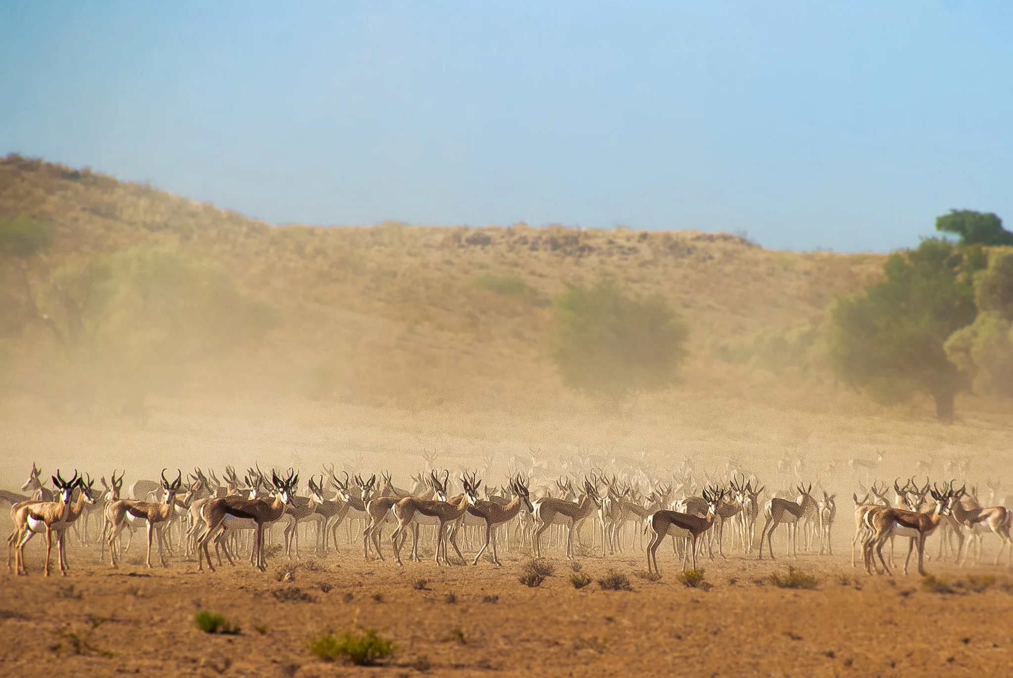 DSC_0614-2springbokdust.jpg