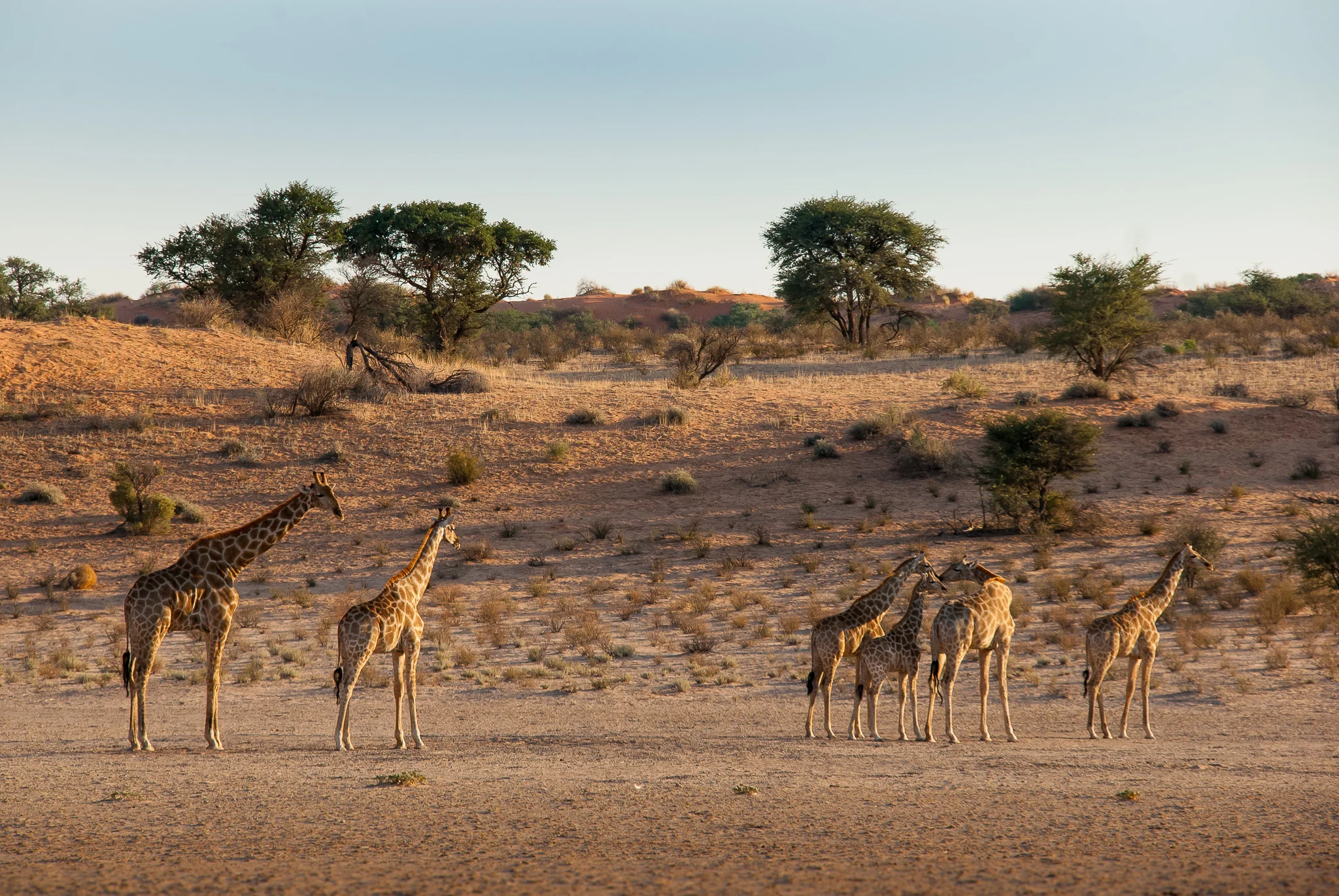 DSC_0769giraffedunesmorning.jpg