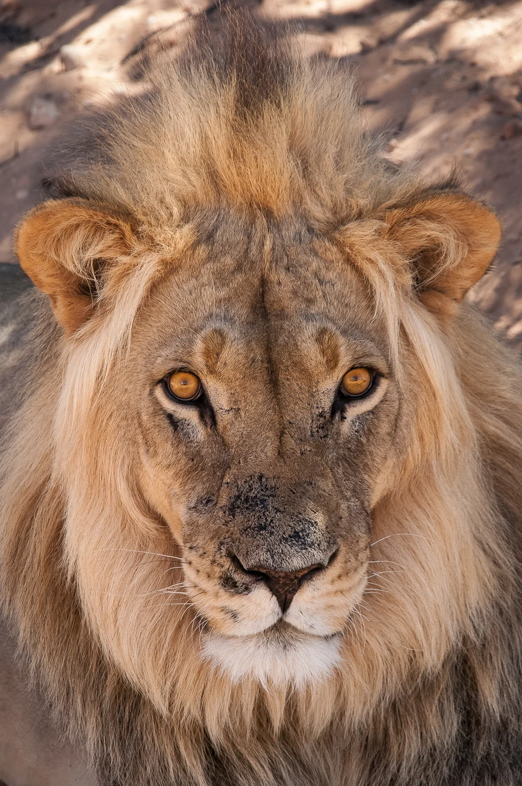 DSC_1085-2lionstare-2.jpg