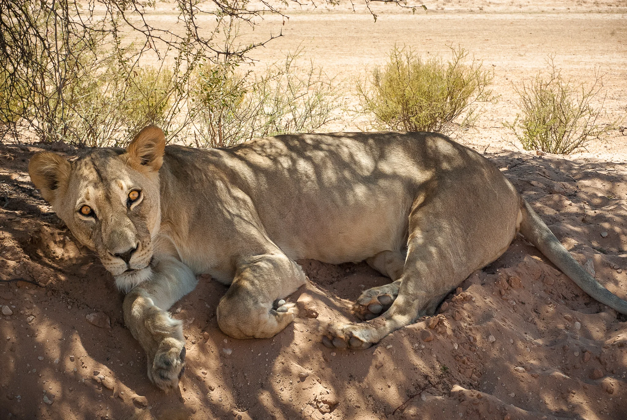 DSC_1045lioness2-2.jpg