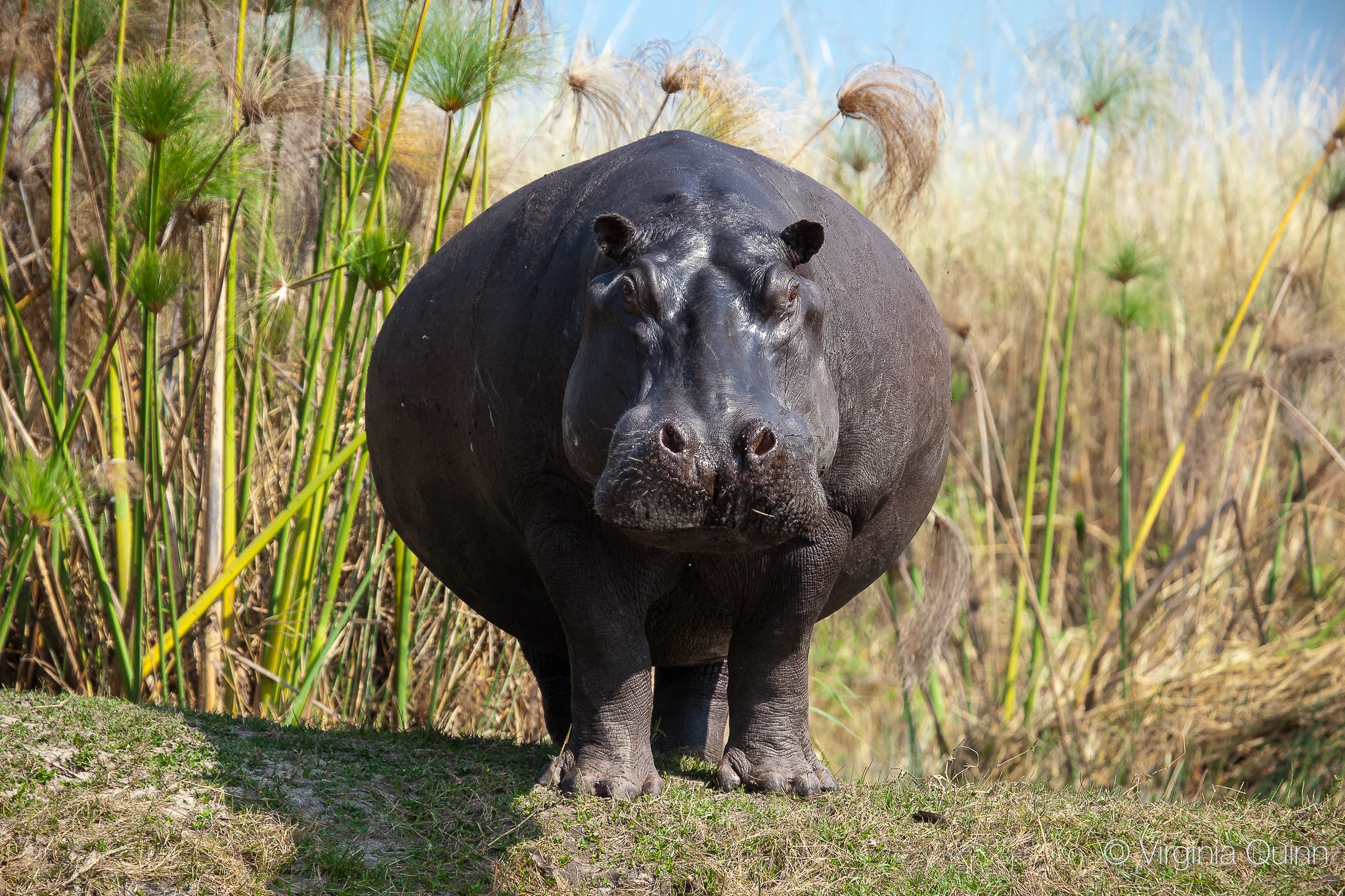 IMG_0095hippo2.jpg