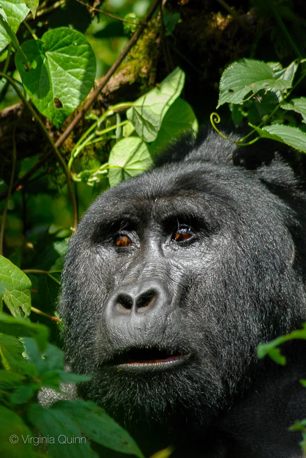DSC_0235silverback4.jpg