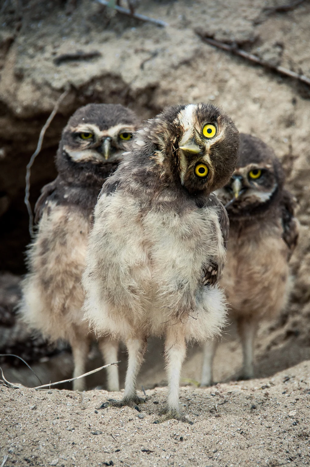 DSC_1212owlsburrowing.jpg