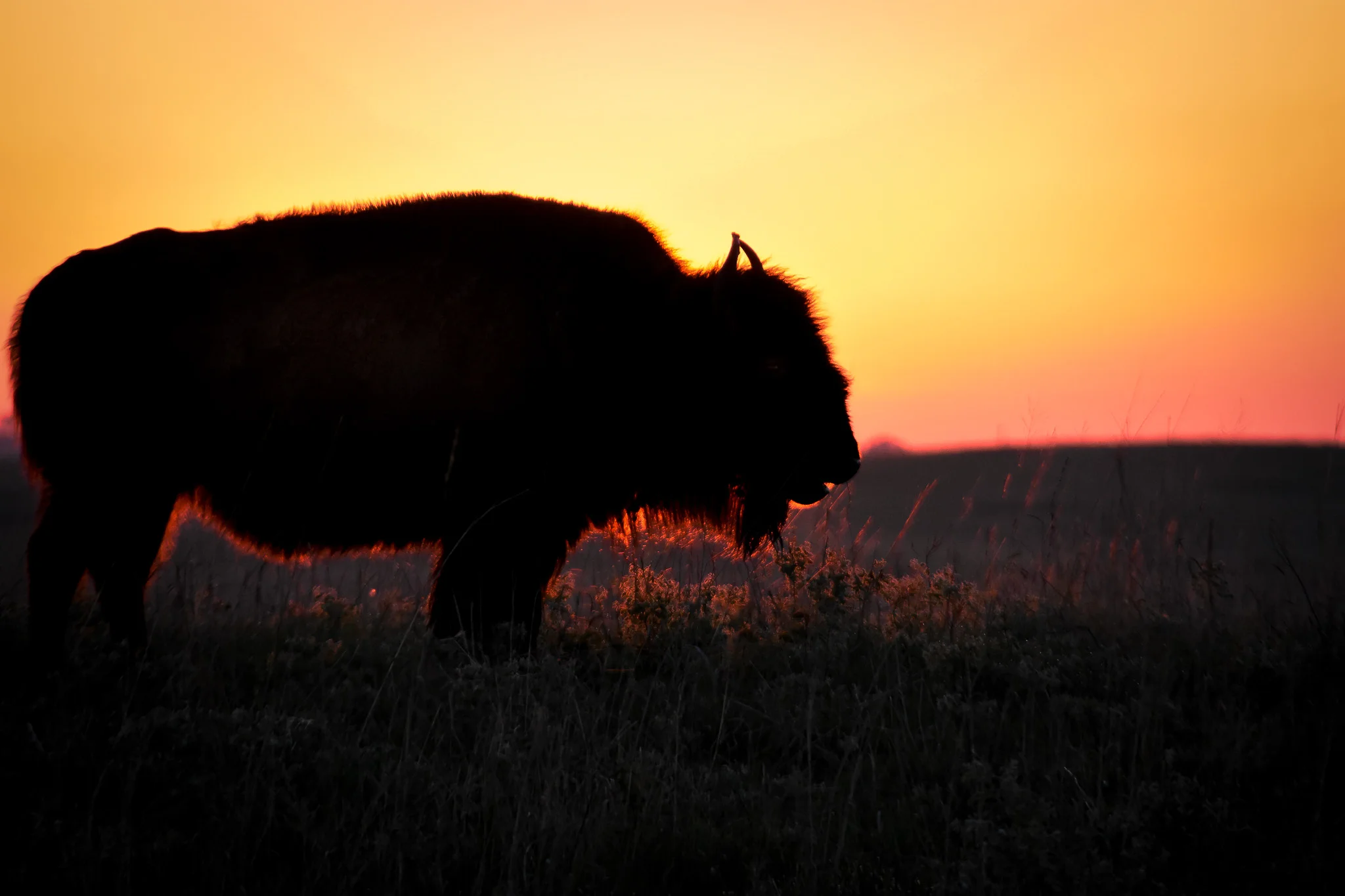 DSC_1402bison6.jpg