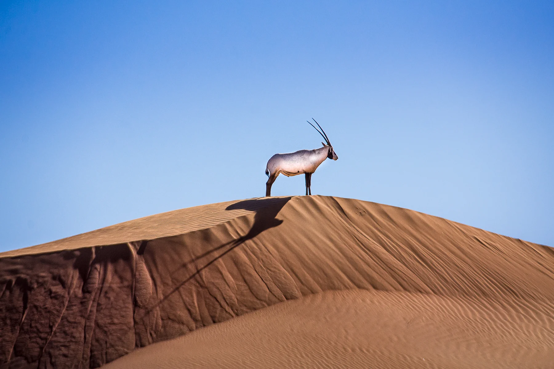 DSC_6146dune.jpg