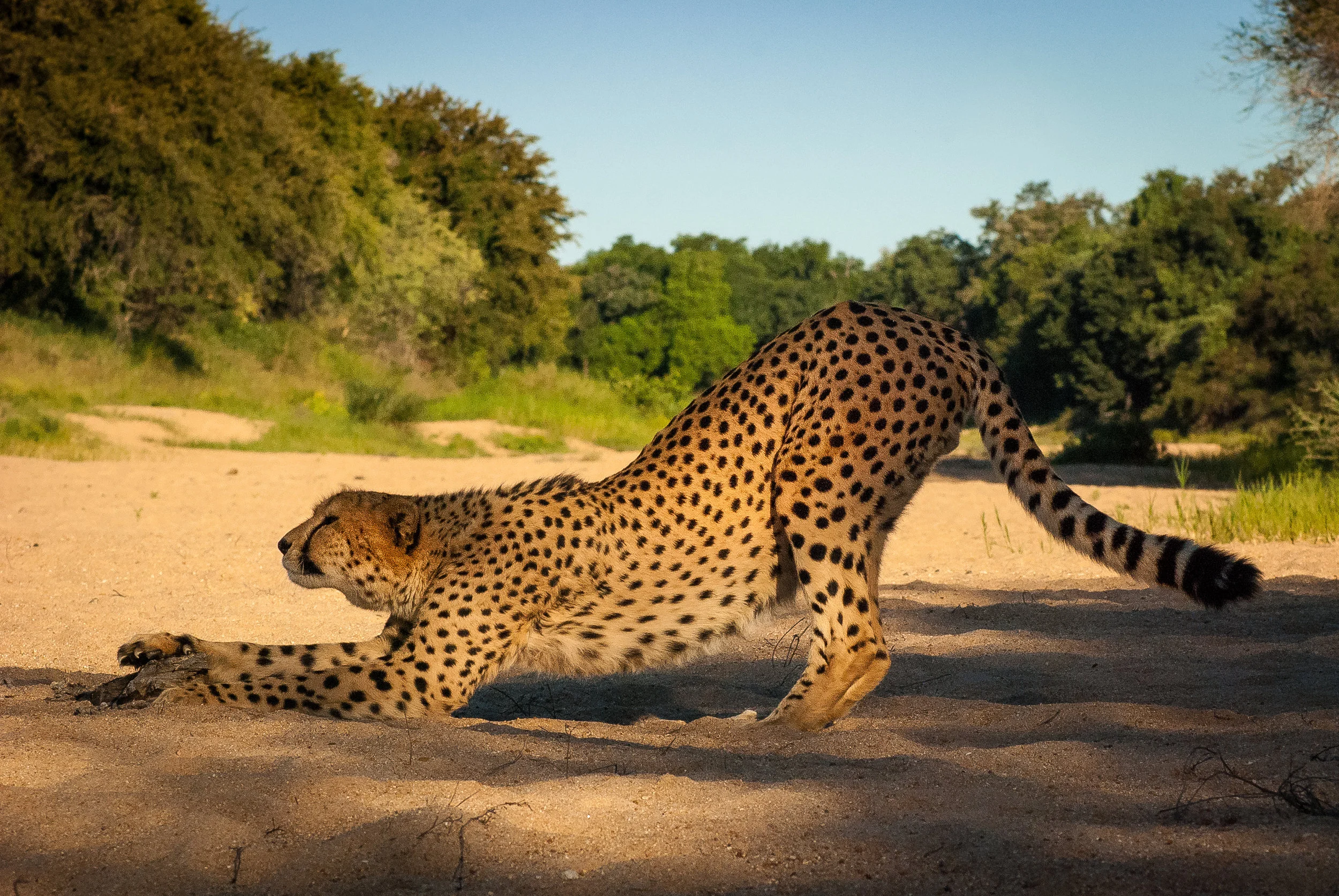 lowcheetah.jpg