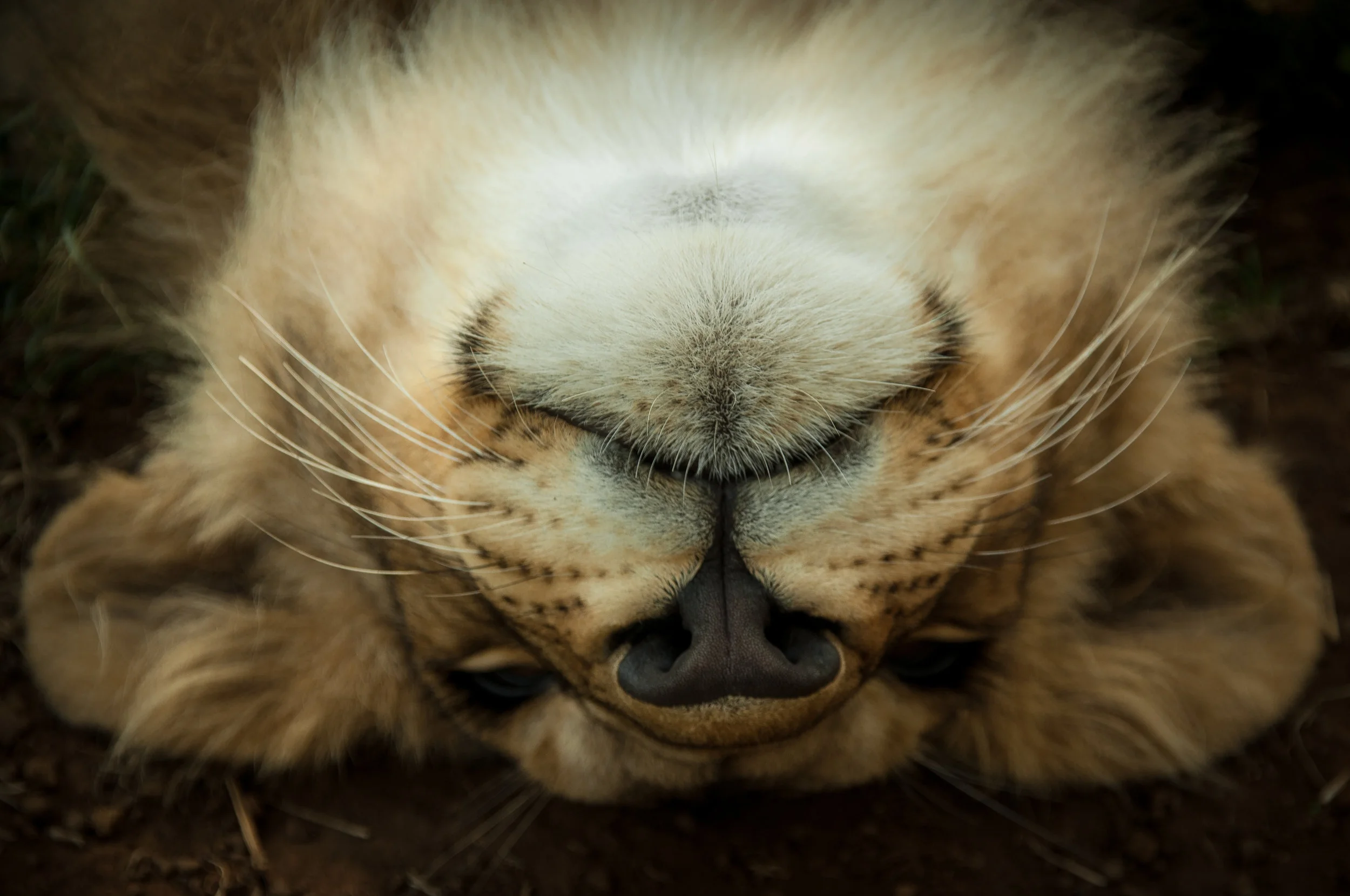 cubgeorge.jpg