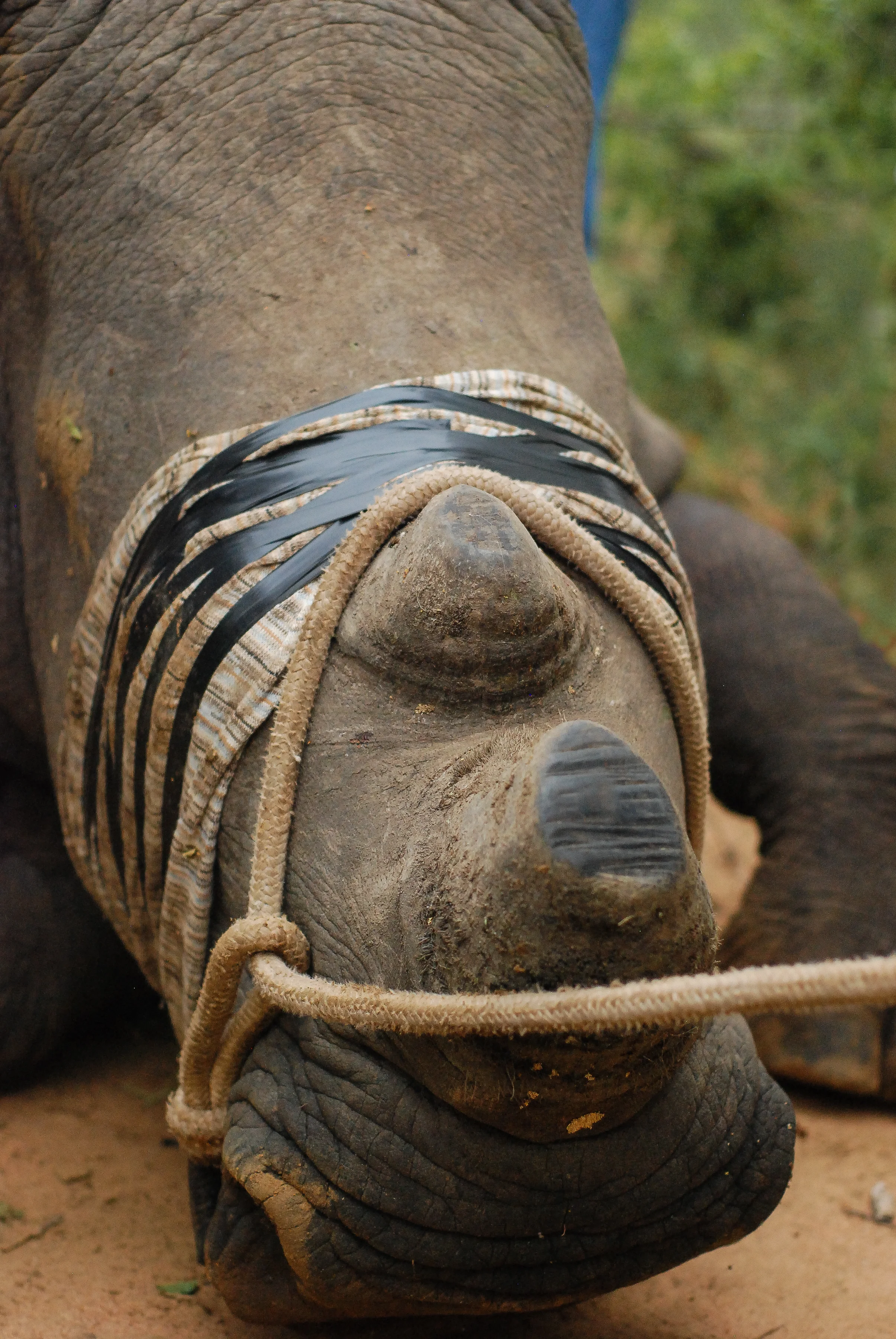 rhinoface2.jpg
