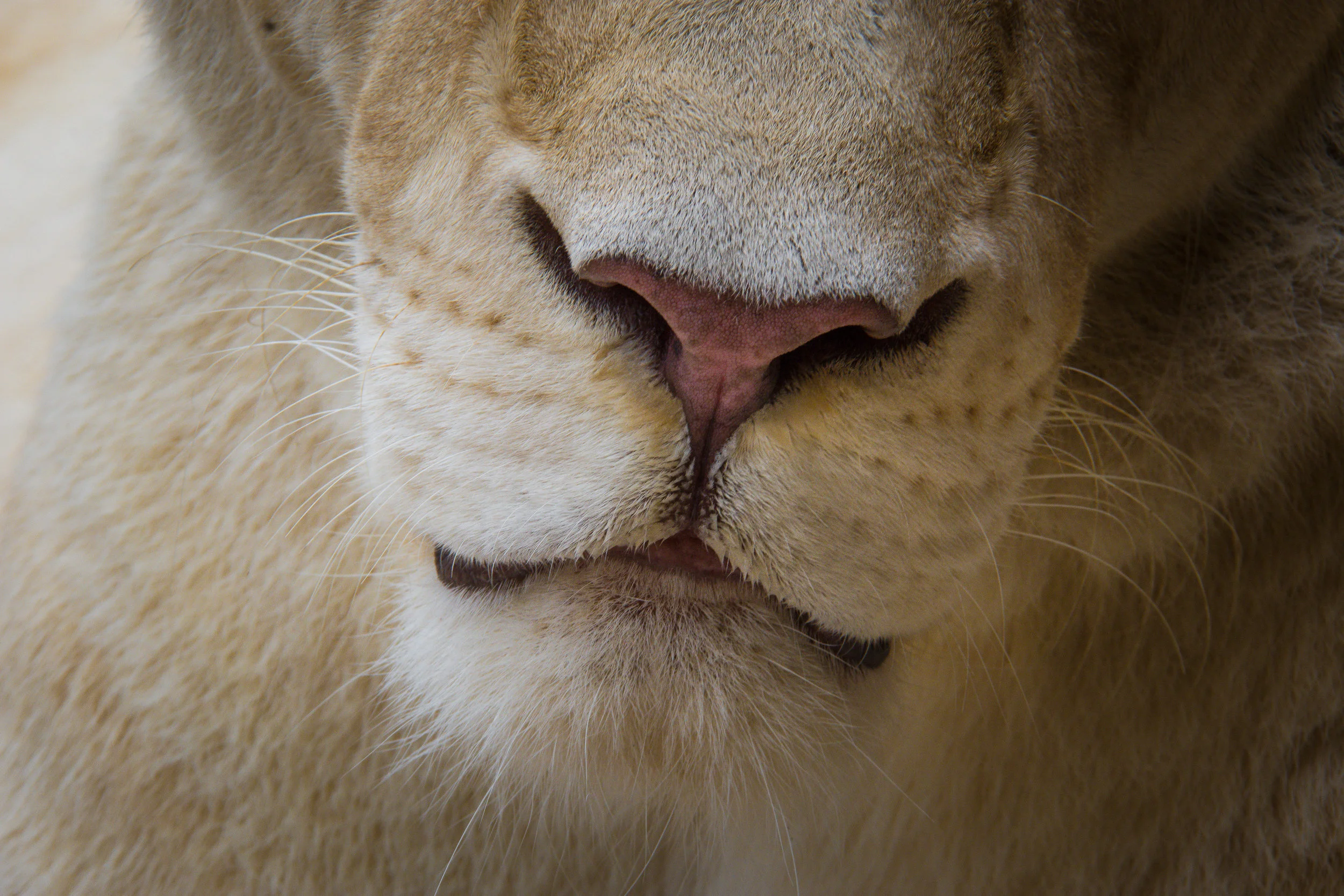 nose2.jpg
