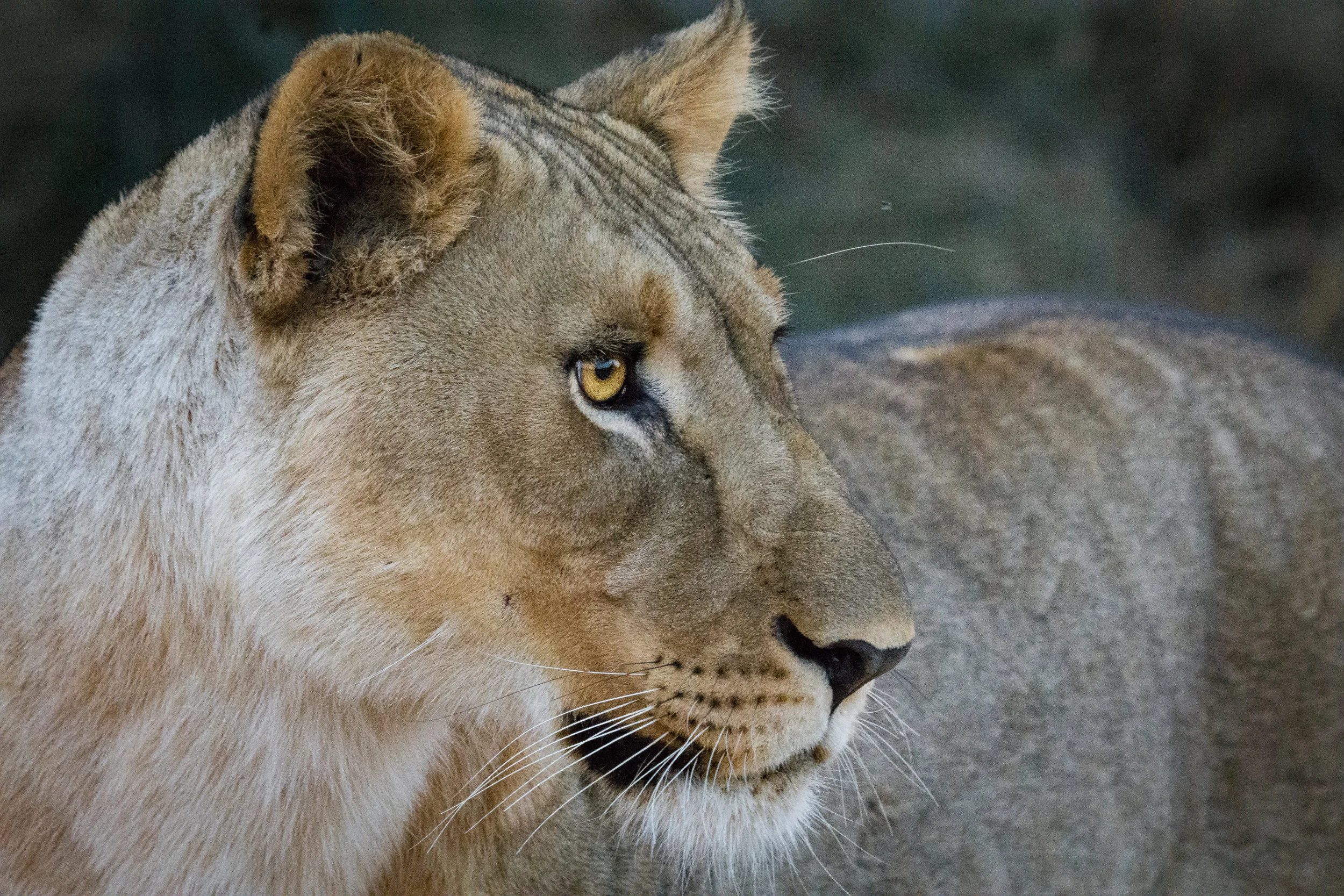 DSC_3350lioness2.jpg