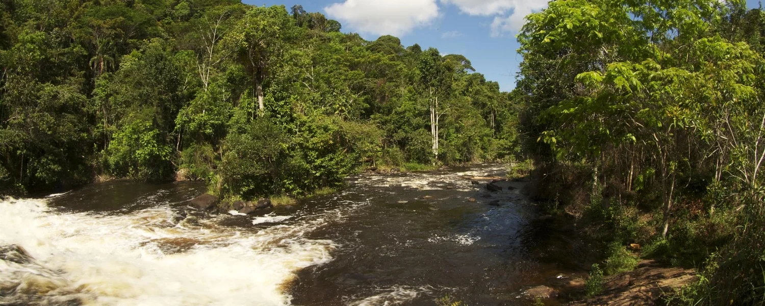 Ituberá_bahia_coastal_forest.jpg