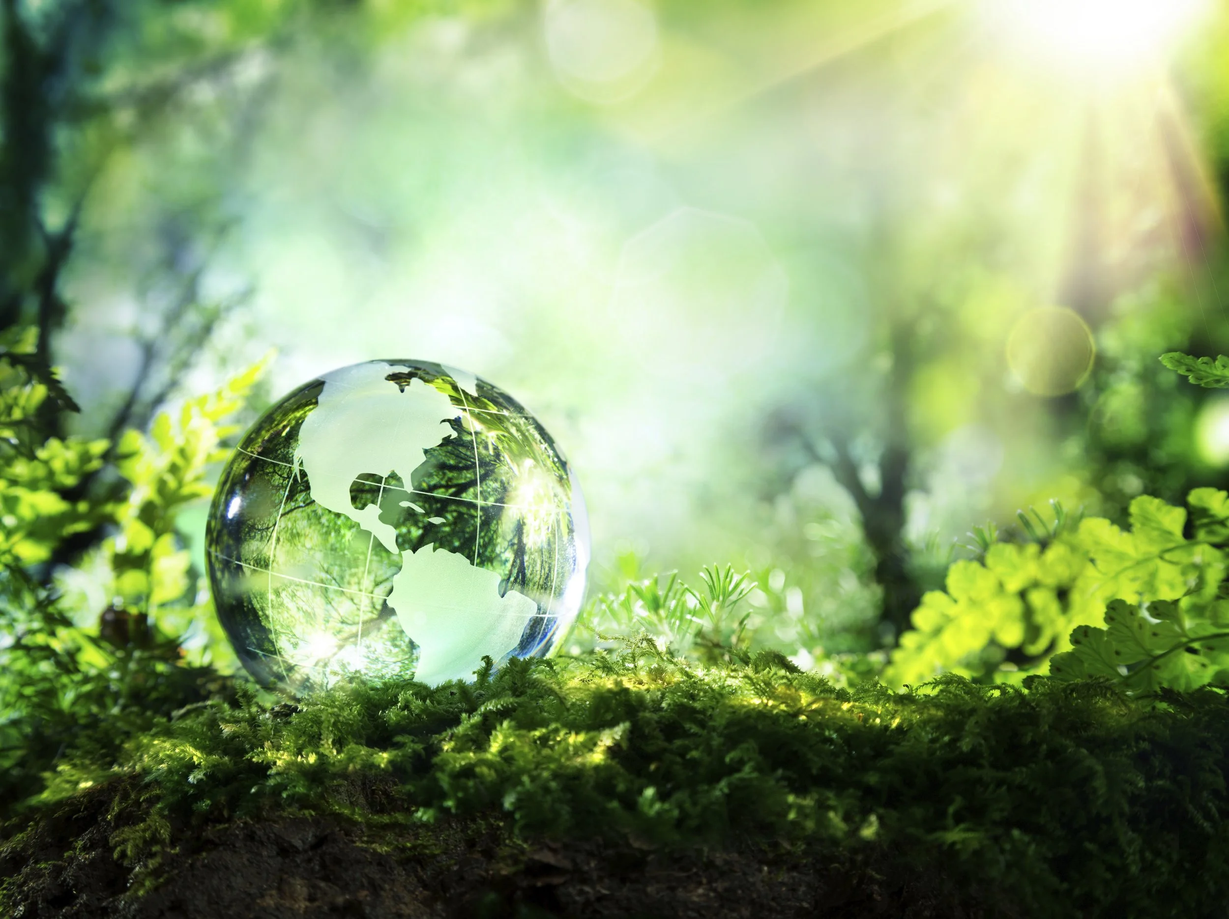 Sustainability-drop-in-forest.jpeg