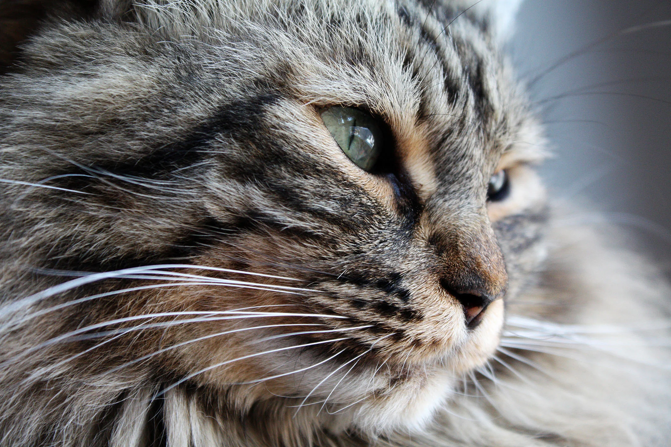 chat-capdouleur-web.jpg