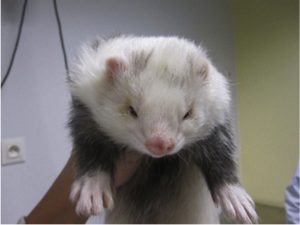 furet1.png