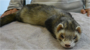 furet2.png