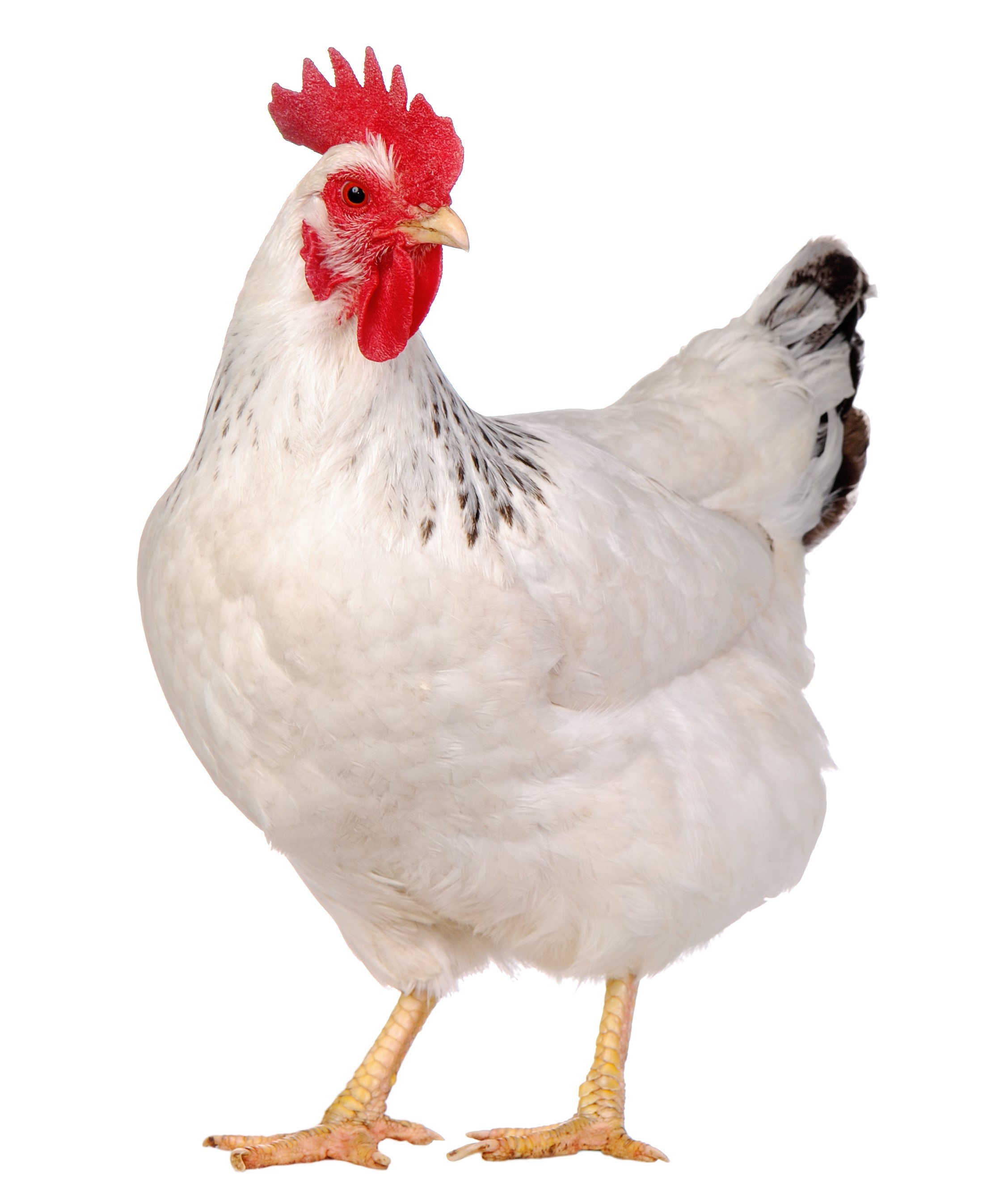 poule-capdouleur-nac.jpeg