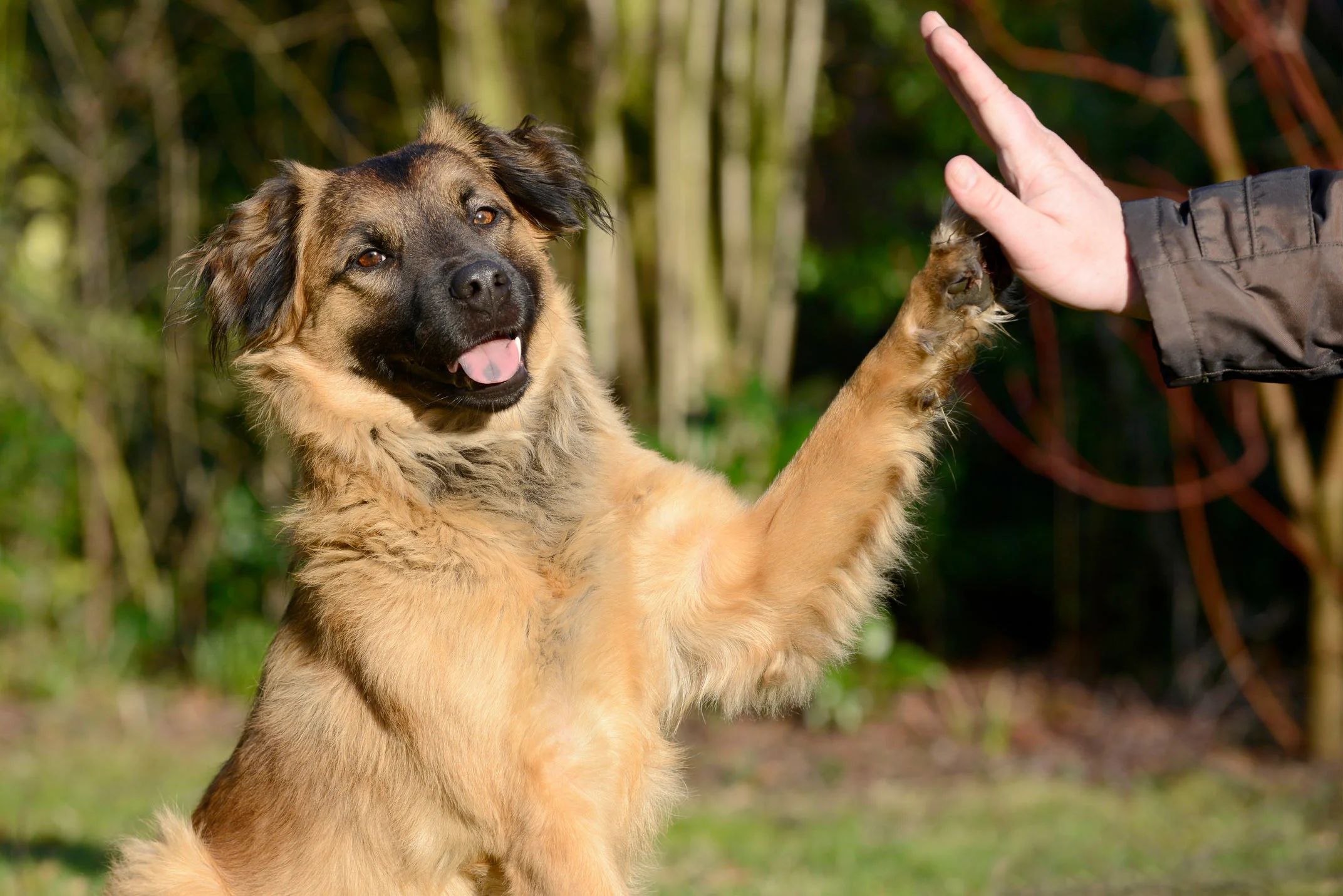 chien-check.jpg