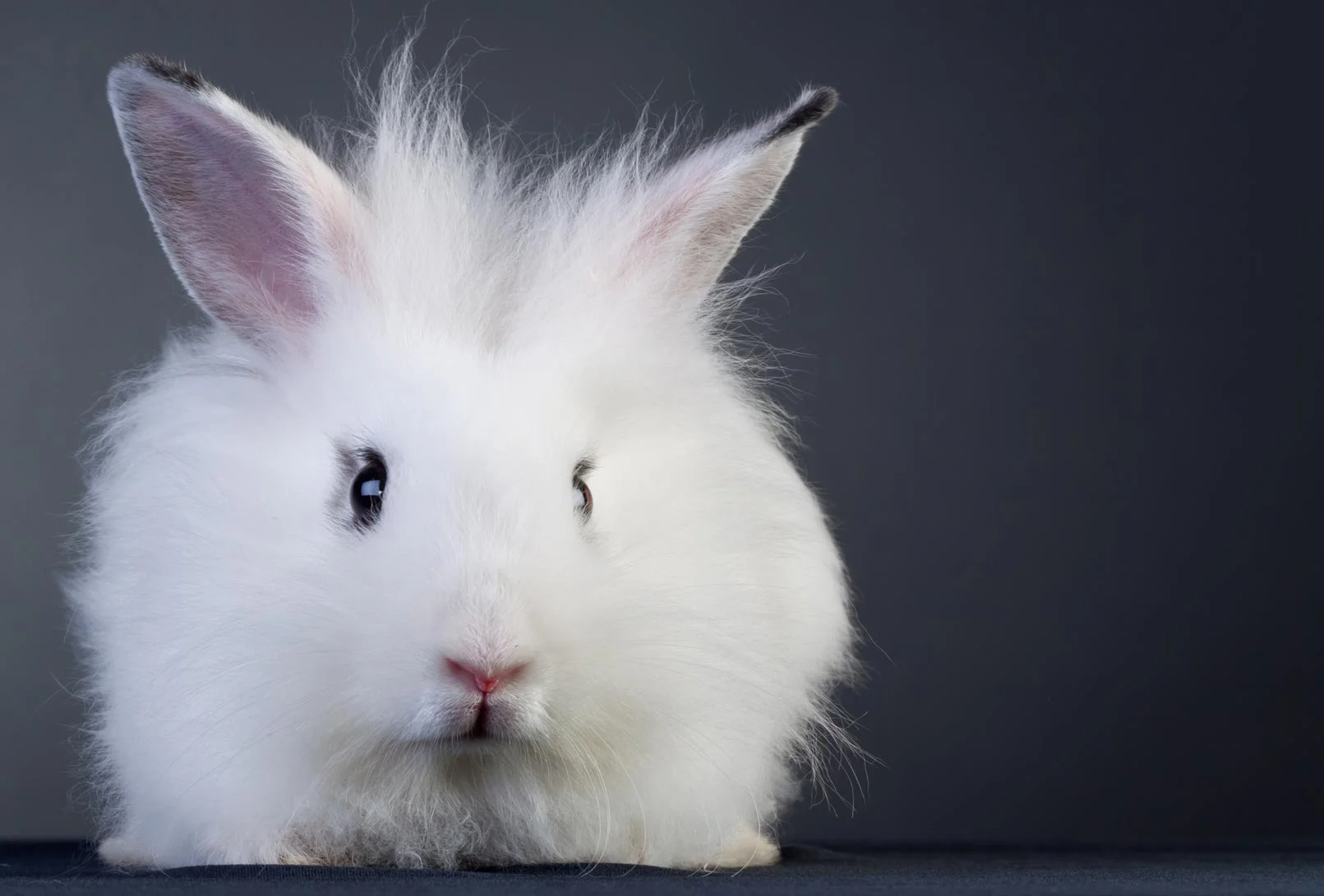 capdouleur-lapin0.jpg