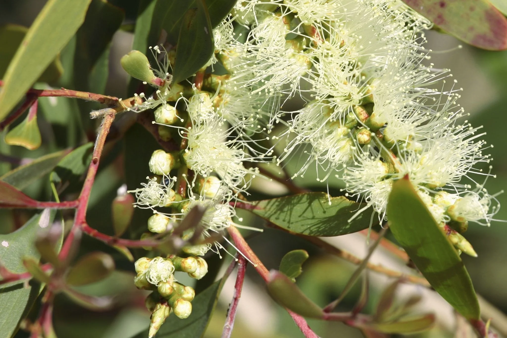 eucalyptus-citronne.jpg