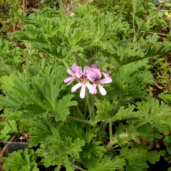 geranium-rosat-geranium-a-odeur-de-rose-.jpg