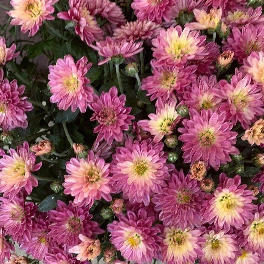 First Day of Fall, you just have to love all the beautiful colors. Mums will give you that burst of color. #mumawesomeness