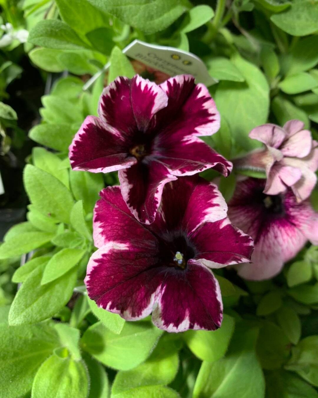 Plants 🪴 are coming in for spring! Check out this new Crazytunia. It&rsquo;s called Cosmic Pink.  Very different looking. Will be awesome in hanging baskets or containers. #lovecrazytunias,