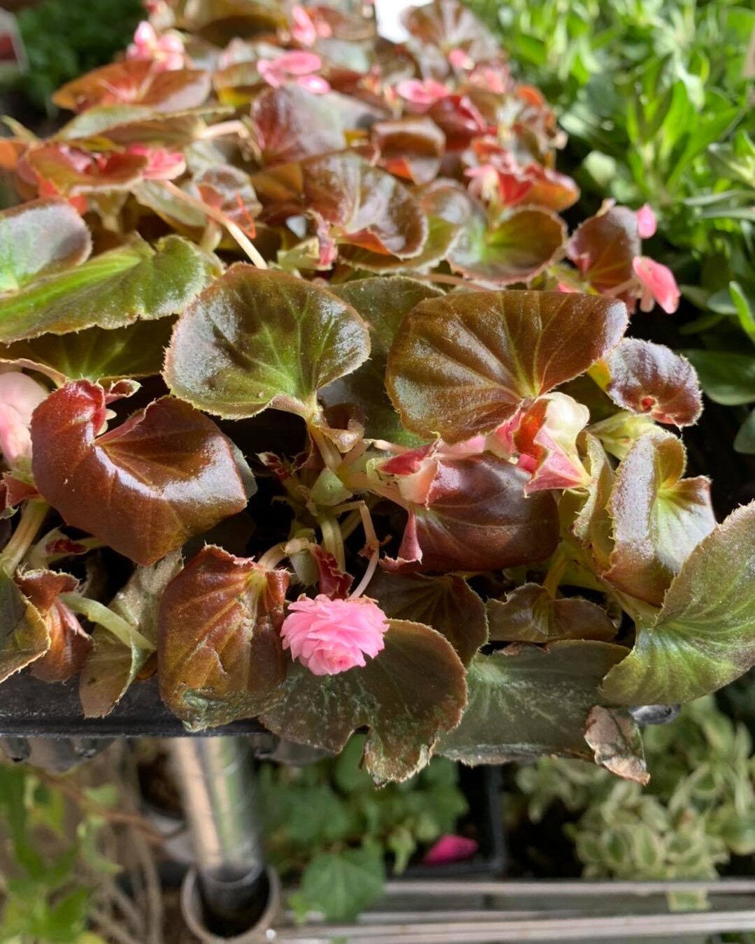 Here&rsquo;s some more new plants for spring 21! A little doublet pink begonia and assortment of succulents. We will be opening soon so you can come see them for yourself.