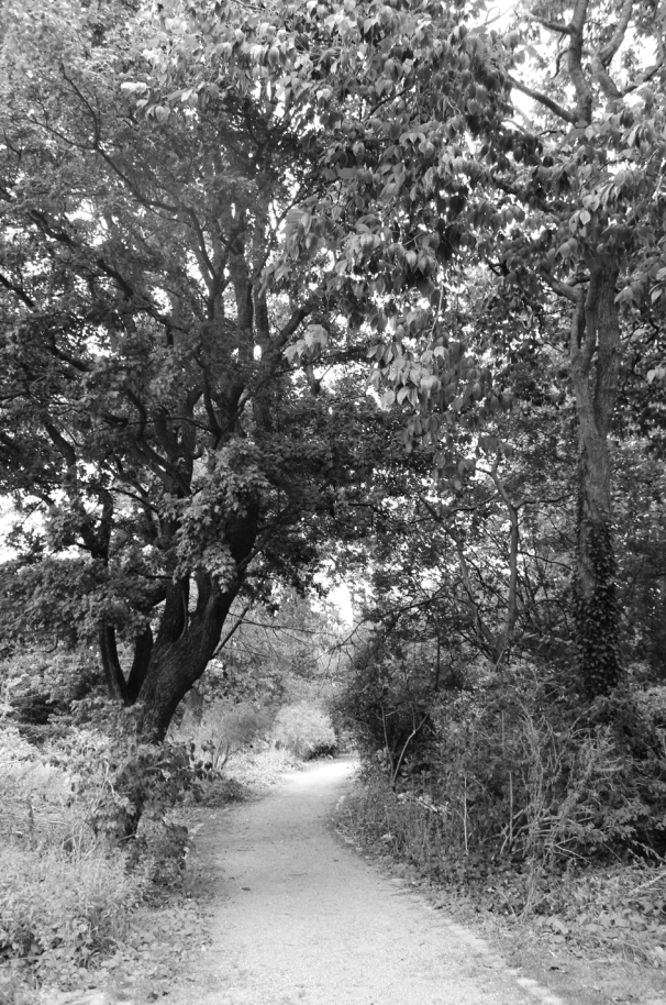 Botanisk have