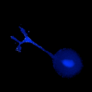 Live image of a neuron during mechanical touching of the neuron's tip of the extended axon. This results in a rapid influx of calcium ions into and along the axon. Atomic-force microscopy image is kindly provided by Kristian Franze, University of Cambridge.